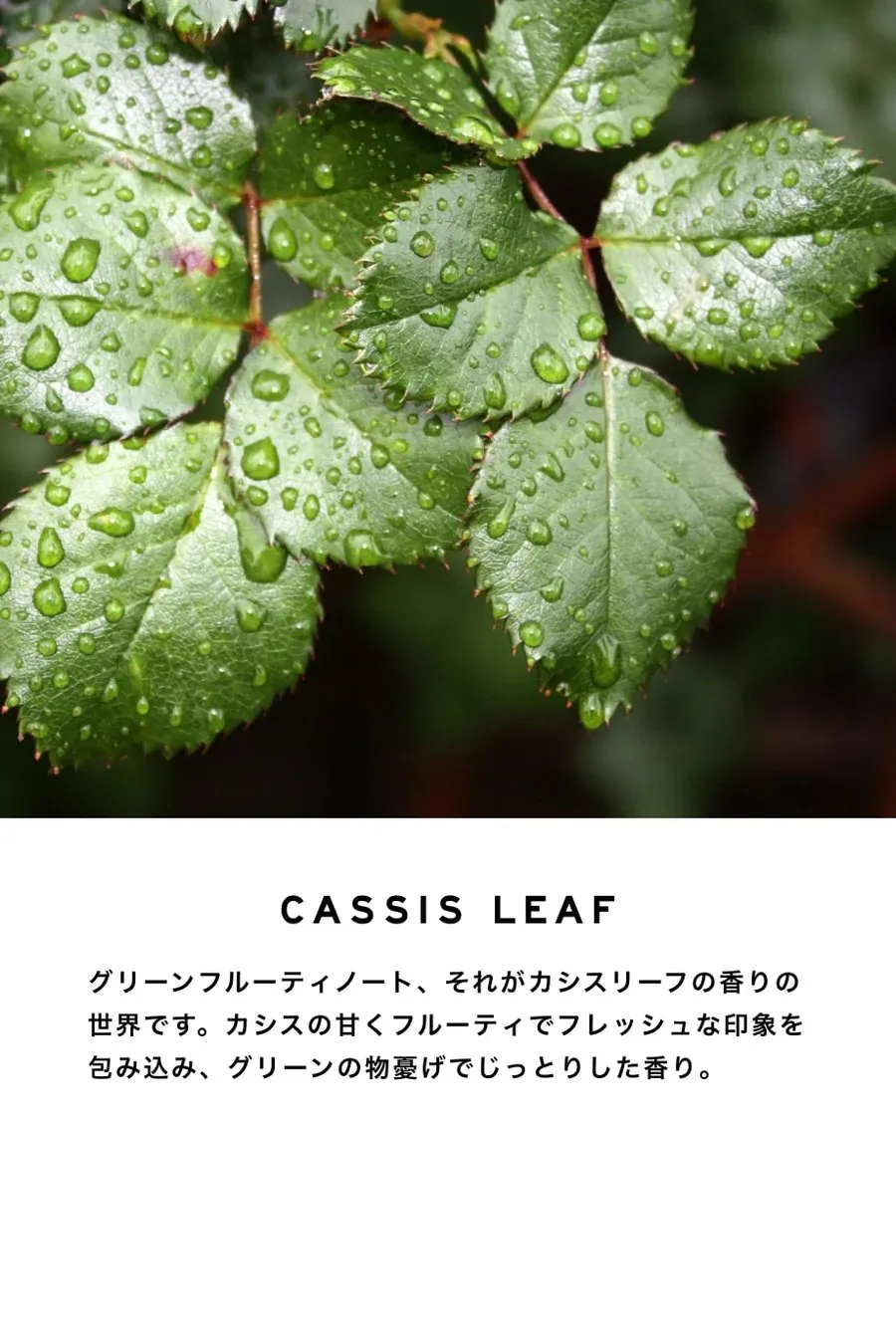 【SHOLAYERED】BODY SPRAY(ボディスプレー)100ML